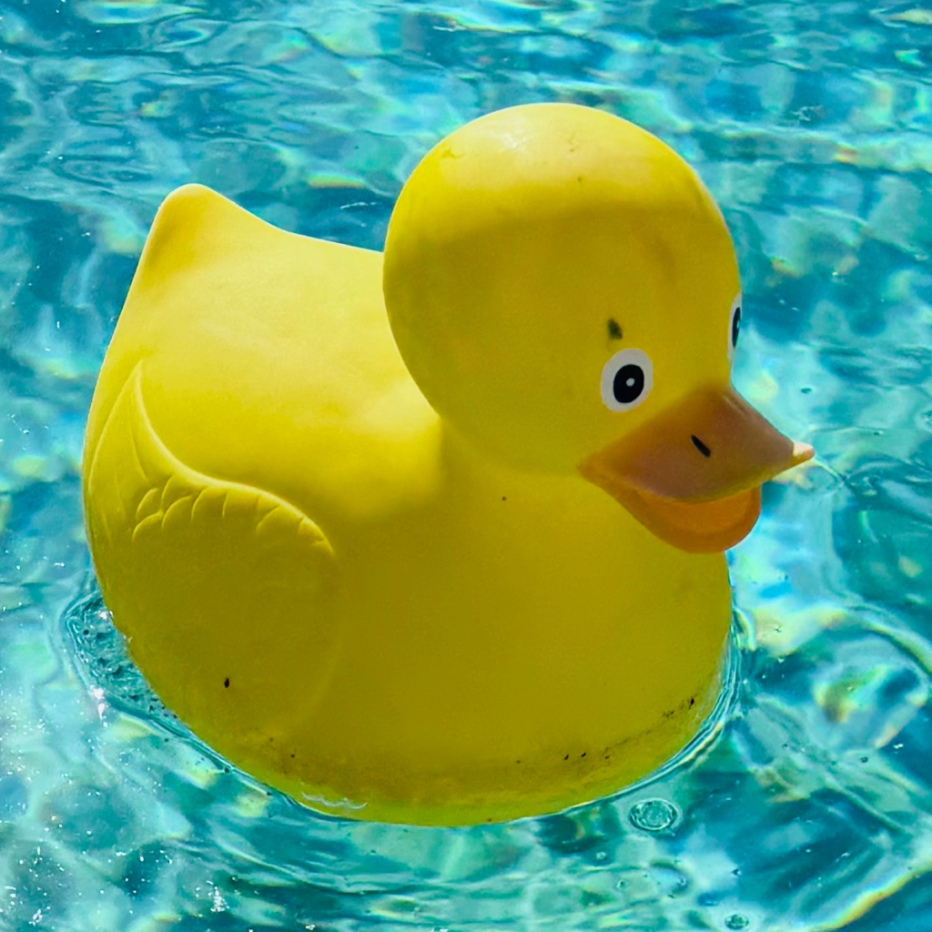 duck
